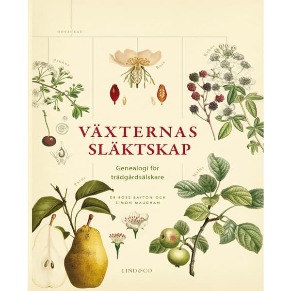 Växternas släktskap : genealogi för trädgårdsälskare (inbunden)