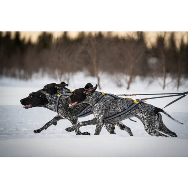 Dragsele Nome Racing Grå S