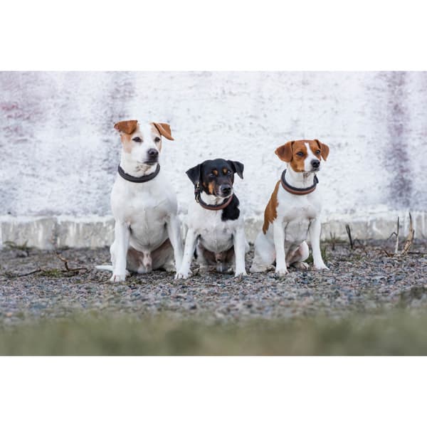 Arezzo Hundhalsband Brun 35cm