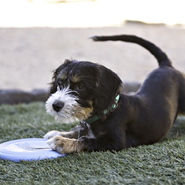Leksak Flyer Puppy Mix S