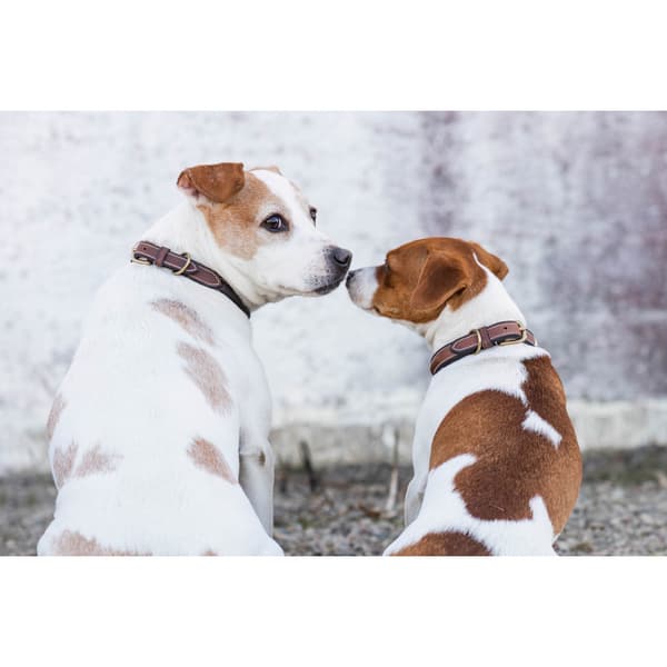 Arezzo Hundhalsband Brun 55cm