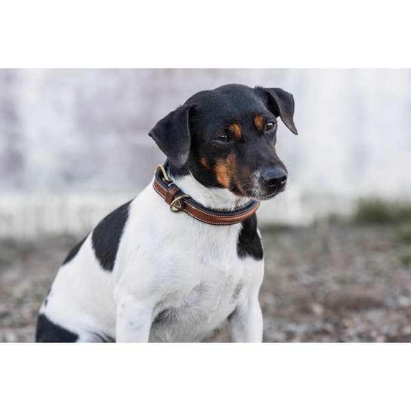 Arezzo Hundhalsband Brun 45cm