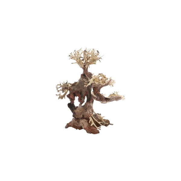 Bonsai M Brun