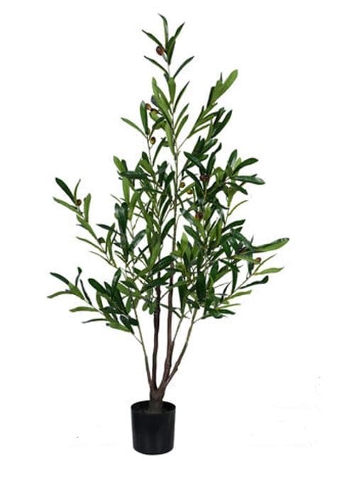 Olivträd Oliv Träd 120 cm