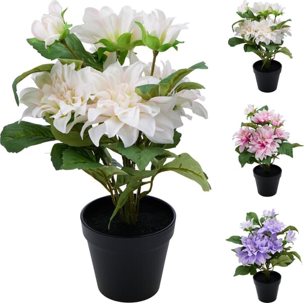 Dahlia i kruka Vit 42 cm