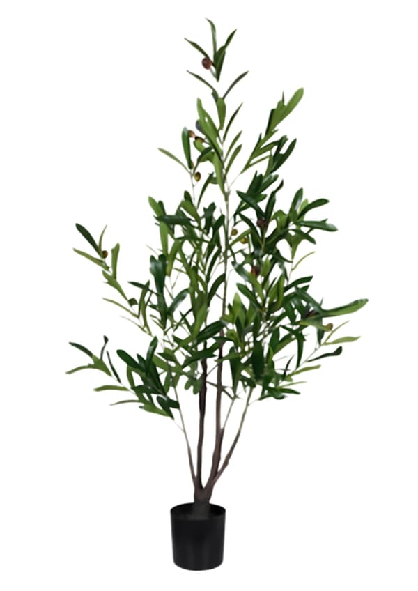 Olivträd Oliv Träd 120 cm