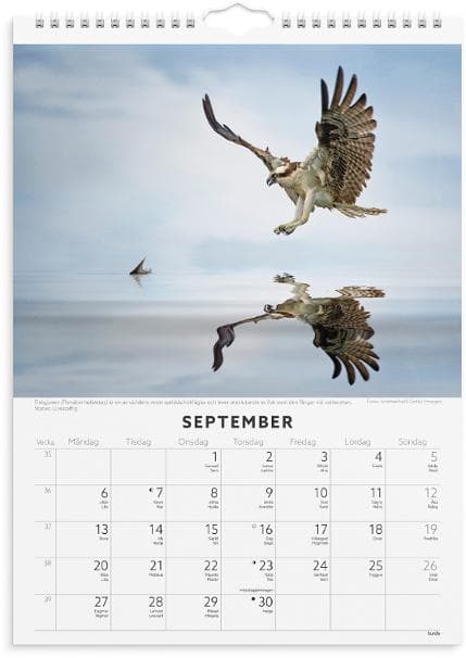 Väggkalender Fåglar 2027