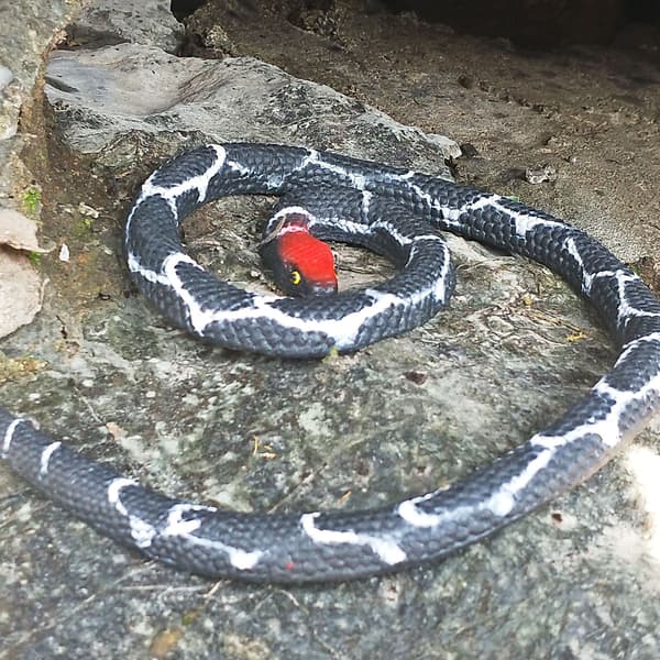 1 stk. simuleret gummislange, falsk rød python, dyrelegetøj, H