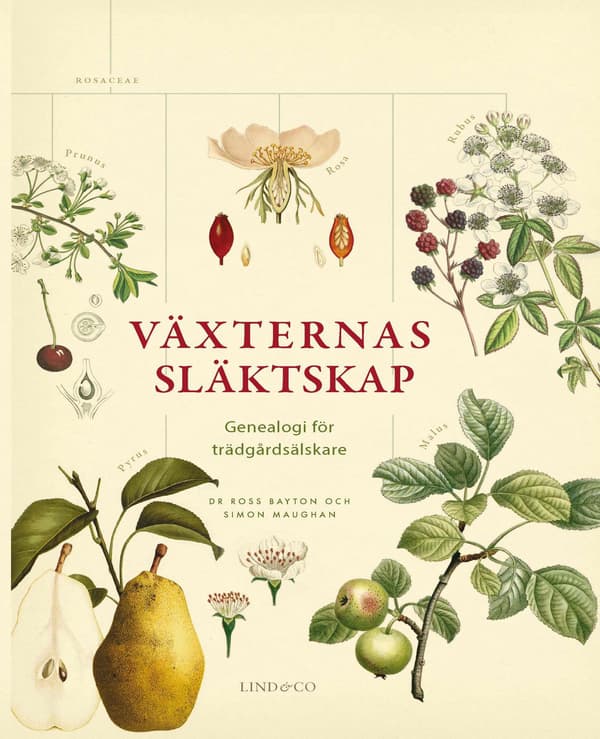 Växternas släktskap 9789177792208