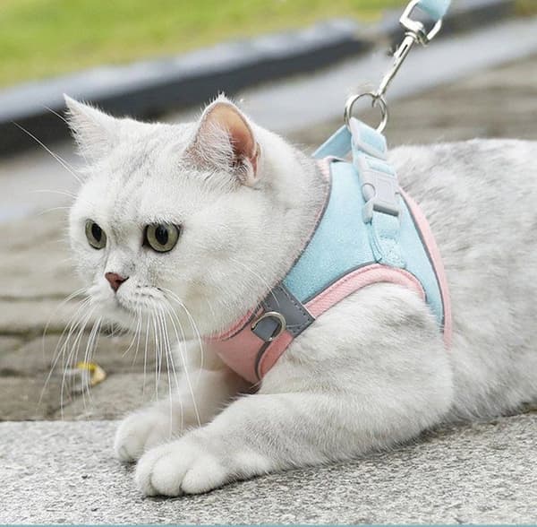 Kattkoppel och sele set, rymningssäkert kattkoppel,