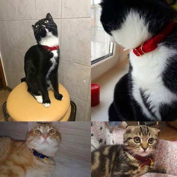 Robust sikkerhedshalsbånd til katte, 1 stk. - Sort