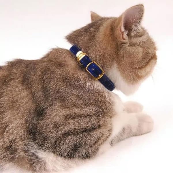 Robust säkerhetshalsband för katt, 1 styck - Svart