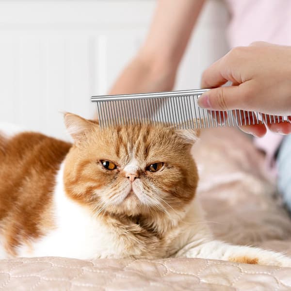 Solidchoice - Sæt med 2 hundekamme i rustfrit stål til kæledyrspleje