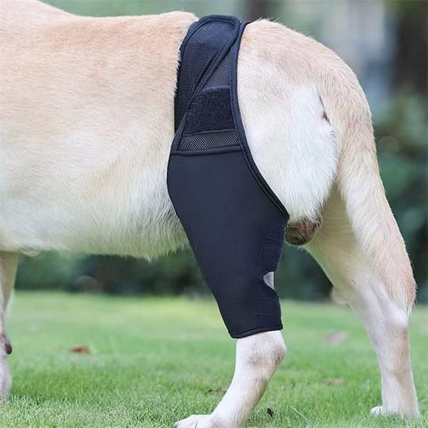 Hunde bagbensskinne til brudheling M