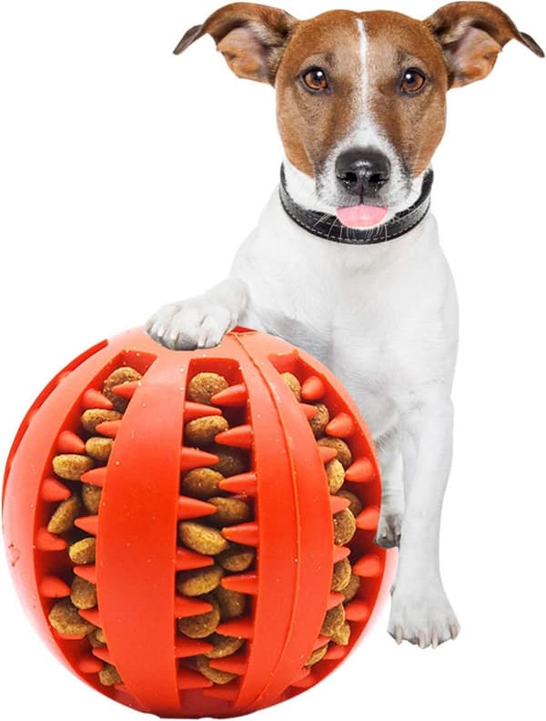Holdbar tyggebold til hunde - Bideresistent foderdispenser og tandrenser