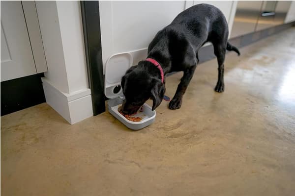 Automatisk foderautomat til katte og små hunde med skål.