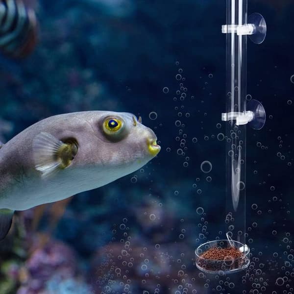 Gennemsigtigt glasfoderrør og foderplade til rejer og fisk, akvariefoderautomat, længde 20 cm