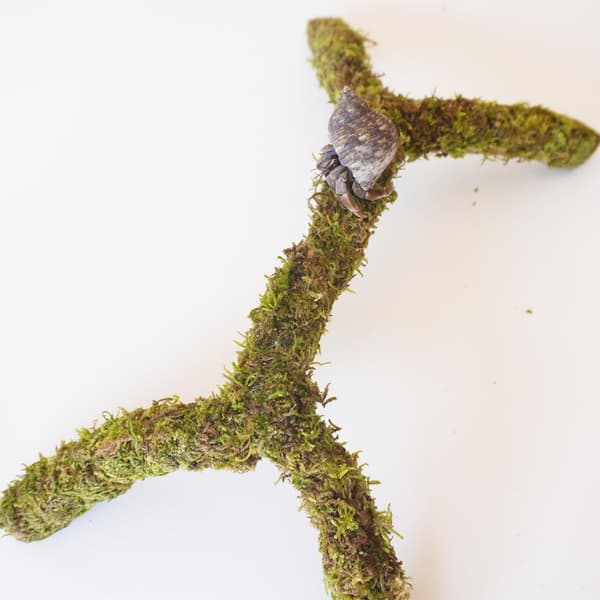 12-tommer eremitkrebs klatrelegetøj, ideelt tilbehør til eremitkrebs, justerbart eremitkrebsudstyr