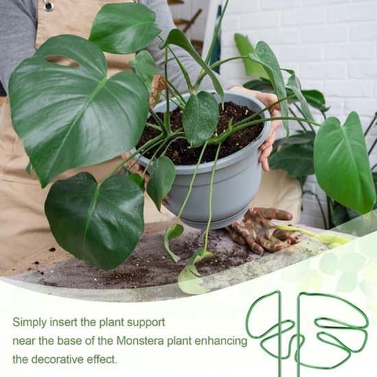 Växtstöd i bladdesign, 2-pack - Aluminiumstöd för Monstera krukväxter