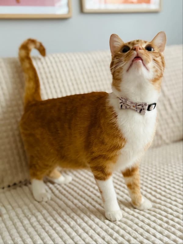 ZOLUX Chatouille beige - katthalsband