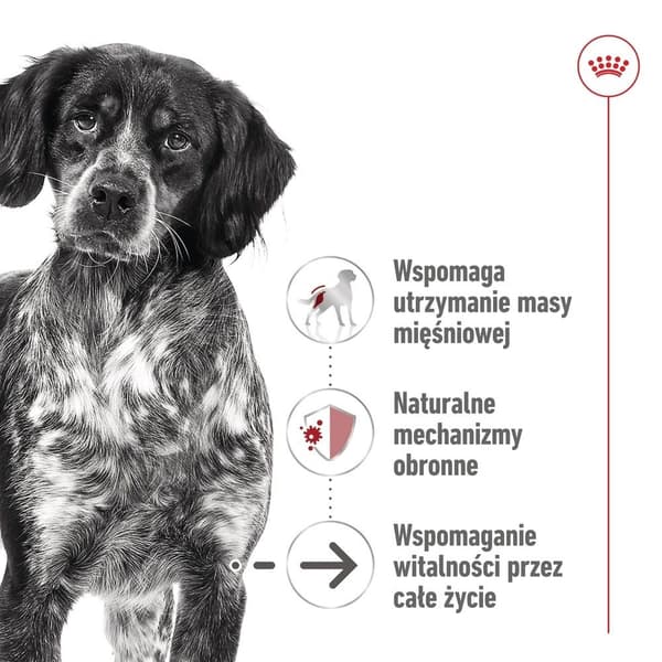 ROYAL CANIN Medium Aging Loaf - vådfoder til hunde - 410 g