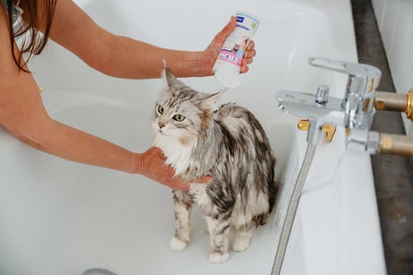 VIRBAC Allerderm Normal - shampoo til hunde og katte - 250 ml