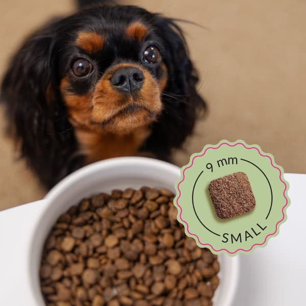 ADDVENA Boosted by superfoods Adult Small Beef - tørfoder til hunde - 10 kg