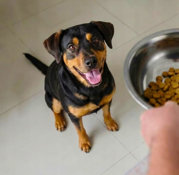 BUTCHER'S Original Beef - tørfoder til hunde - 10 kg