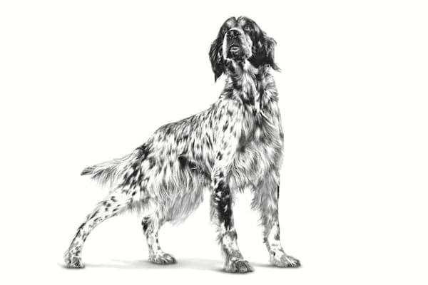 ROYAL CANIN Hypoallergenisk tørfoder til hunde - 2 kg