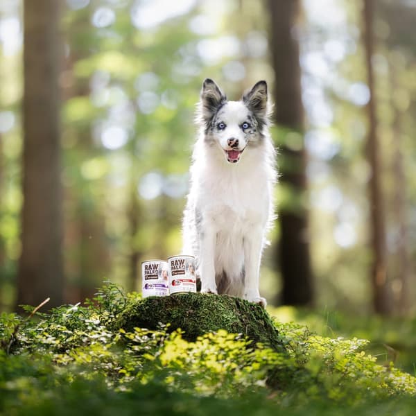 VETEXPERT Raw Paleo Puppy Monoprotein And - vådfoder til hvalpe - 400 g