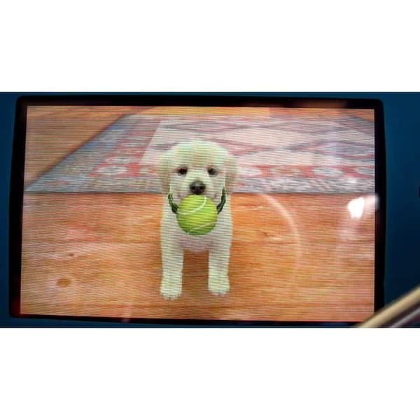 Videospil - NINTENDO - NINTENDOGS & CATS LEGETØJSPUDLE & NYE VENNER - 3DS - Simulering - 3+