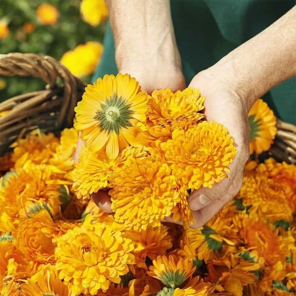 Sårskyddskräm - Weleda - Ringblomma - 75 ml - Hypoallergenisk - Babyn