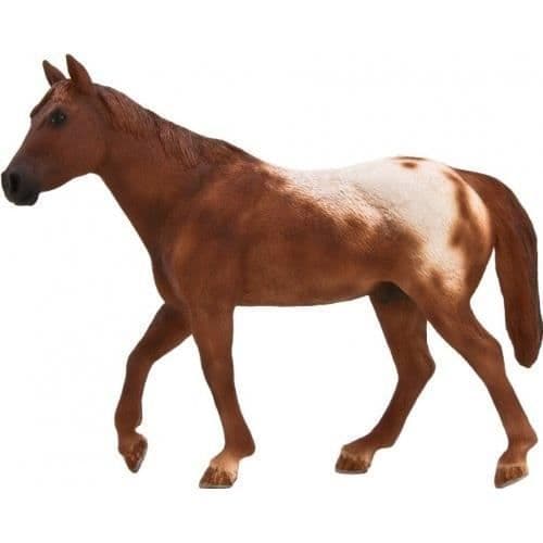 Brun Appaloosa hingstehest med accent