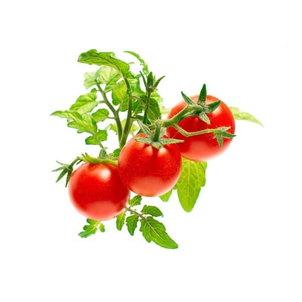 Genoplad CLICK AND GROW - Mini tomater