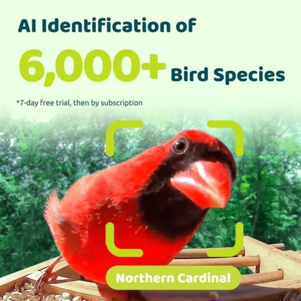 Fuglefoderstation - Birdfy Bamboo - HD WiFi Kamera - Solenergi - AI Artsgenkendelse