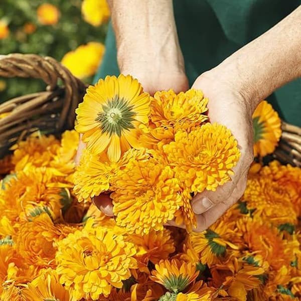 Weleda - Tandkräm med ekologisk Ringblomma - 75 ml