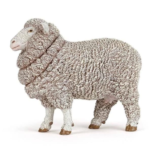 Merino får