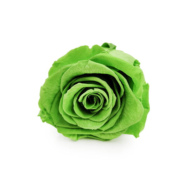 Stabiliseret rose - Præriegrøn - XL - 3 stk.