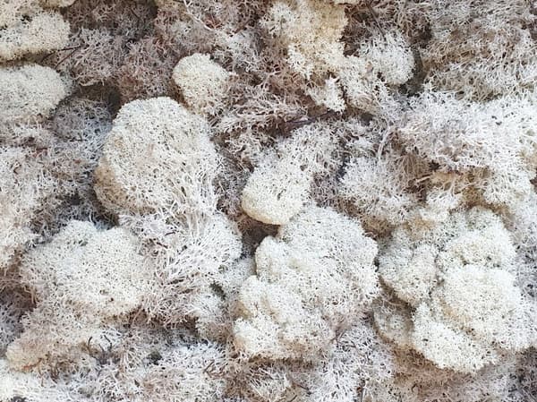 Naturlig renmossa, 30 g förpackning
