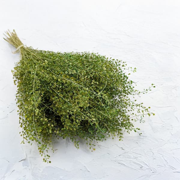 Lepidium (Lepidium sativum) - Grøn