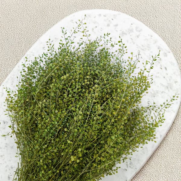 Lepidium (Lepidium sativum) - Grøn
