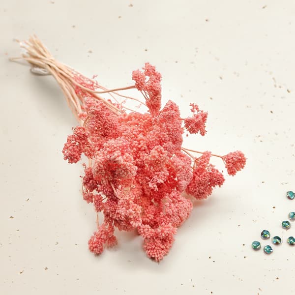 Torkad rölleka - (Achillea) - Rosa