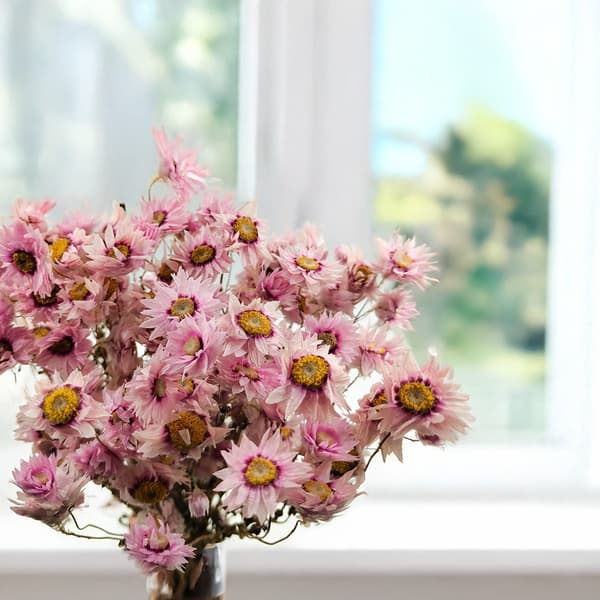 Torkad Rhodanthe - Rosa