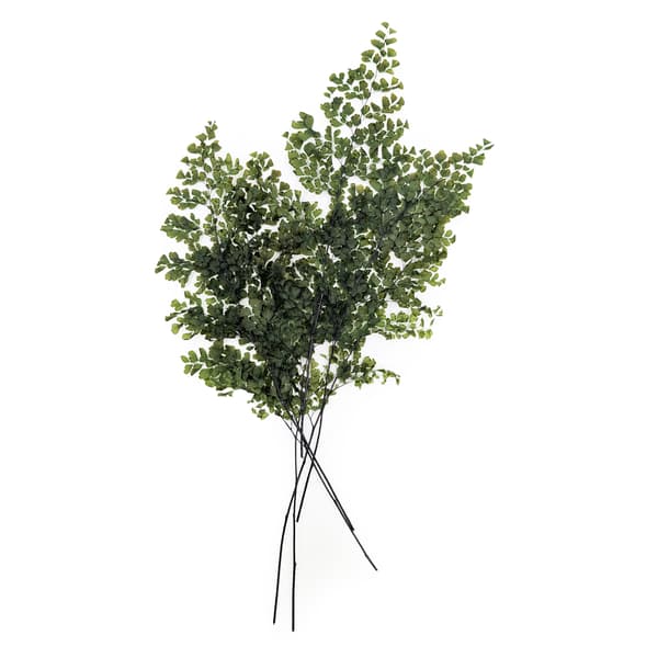 Stabiloitu saniainen - Adiantum