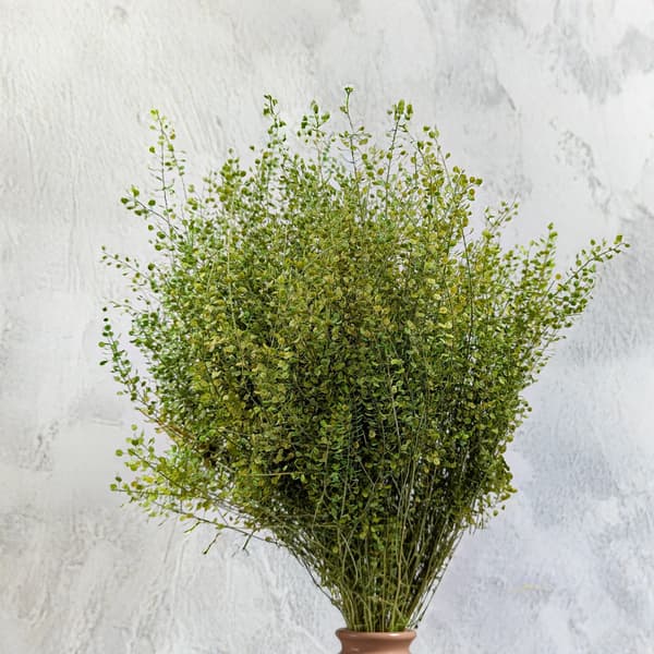 Lepidium (Lepidium sativum) - Vihreä