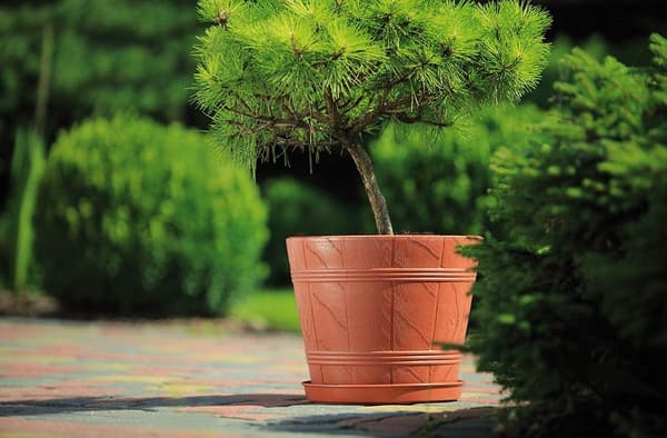 Trælignende urtepotte 5 terrakotta FORM-PLASTIK