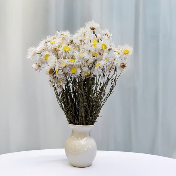 Torkad Suchlin - Suchołuska - (Acroclinium) - Vit
