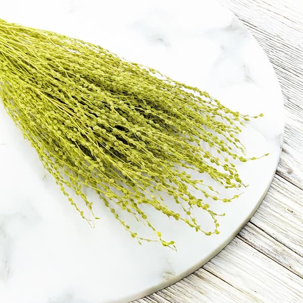 Lepidium (Lepidium sativum) - Vaaleanvihreä