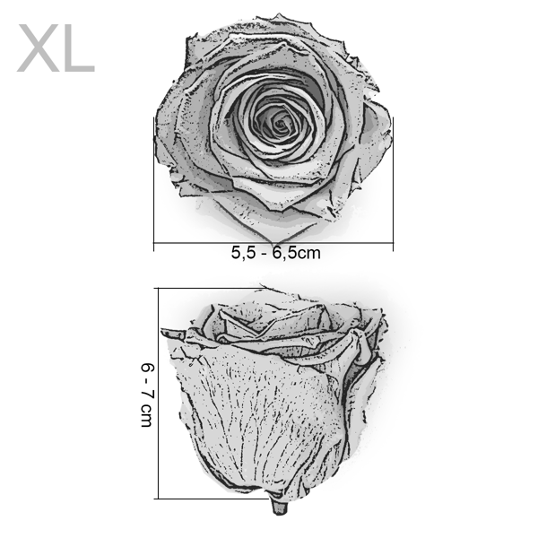 Stabiloitu ruusu - Hopea - Hopea - XL - 3 kpl