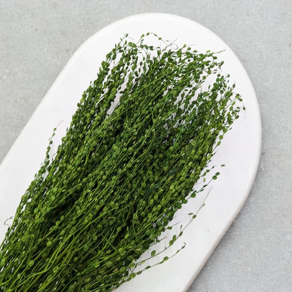 Lepidium (Lepidium sativum) - Flaskegrøn